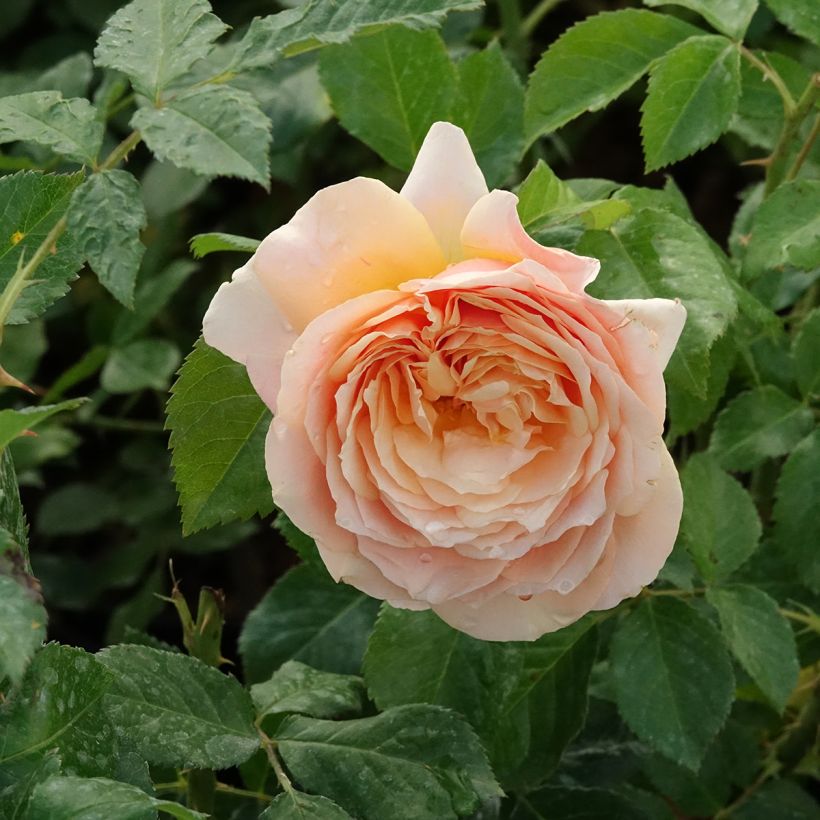 Rosier anglais English Legend Sherlock Holmes (Floraison)