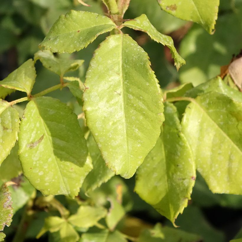 Rosier anglais English Legend Sir Lancelot (Feuillage)