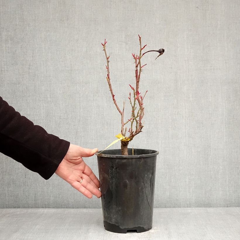 Spécimen de Rosier anglais English Legend Sir Lancelot Pot de 4L/5L tel que livré en hiver