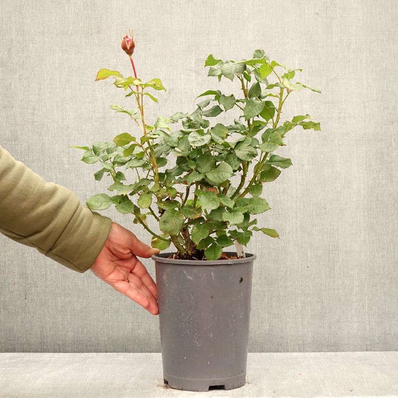 Spécimen de Rosier anglais English Legend Sir Lancelot Pot de 4L/5L tel que livré au printemps
