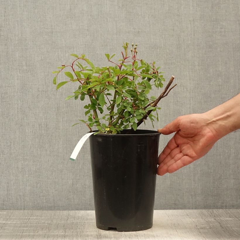 Example of Rosier arbustif Alden Biesen Pot de 4L/5L as you get in printemps