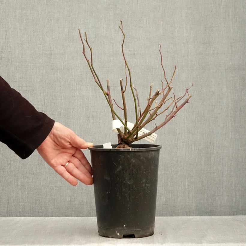 Spécimen de Rosier arbustif Allevia Pot de 4L/5L tel que livré en automne
