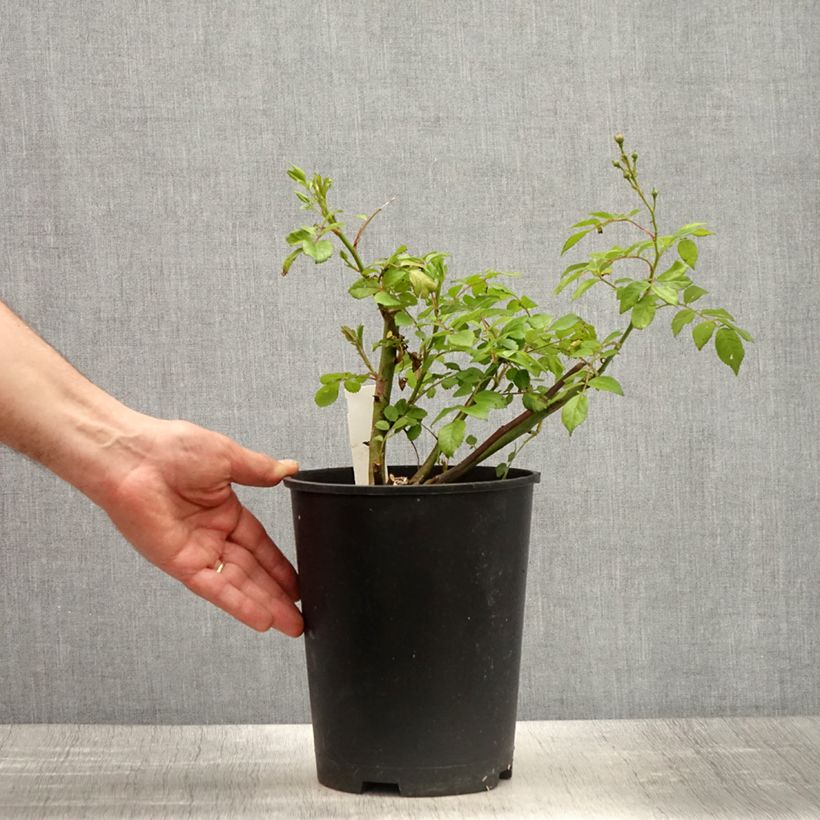Example of Rosier arbustif Allevia Pot de 4L/5L as you get in printemps