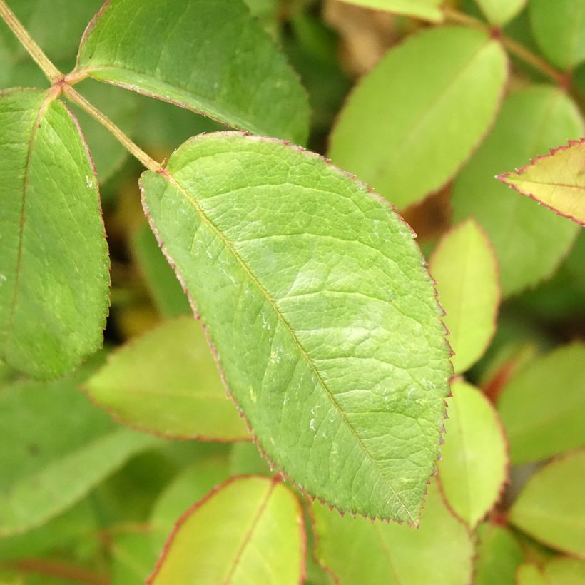 Rosier arbustif Apricot Bells (Foliage)