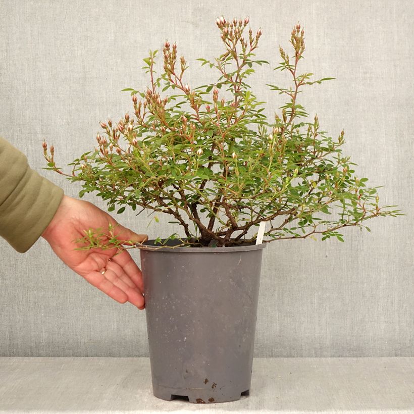 Spécimen de Rosier arbustif Belgian lace Pot de 4L/5L tel que livré au printemps