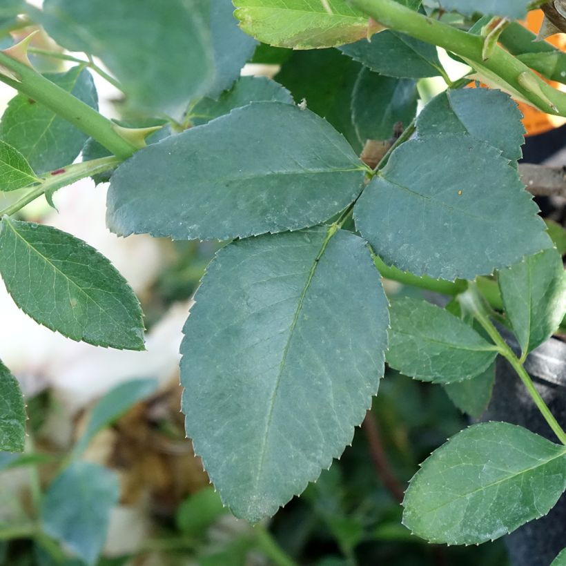 Rosier arbustif Blanc Meillandecor (Feuillage)