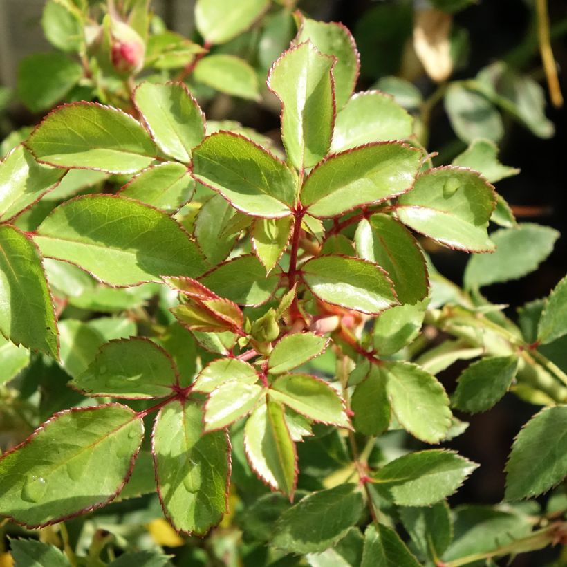 Rosier arbustif Bonica (Foliage)