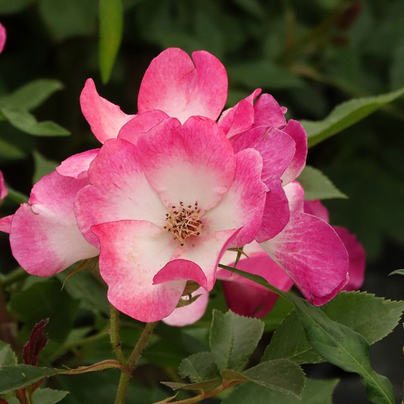 Rosier arbustif Bukavu (Floraison)