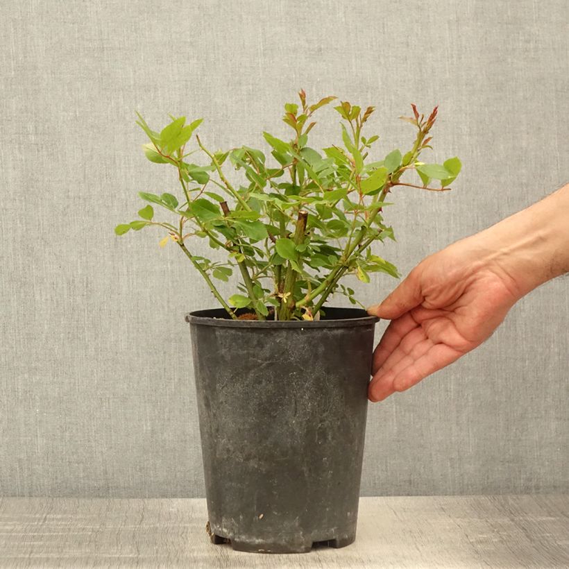 Example of Rosier arbustif Bukavu Pot de 4L/5L as you get in printemps