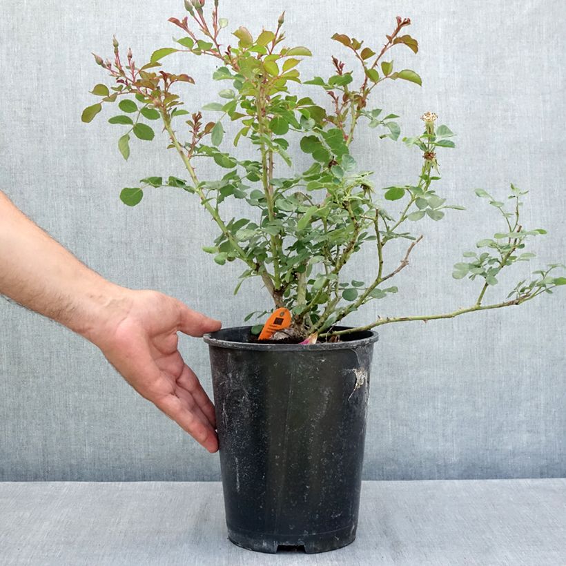 Example of Rosier arbustif Candia Meillandecor Pot de 4L/5L as you get in ete