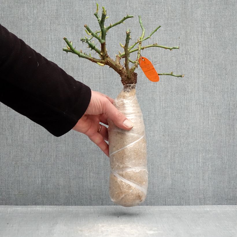 Example of Rosier arbustif Candia Meillandecor Racines nues en motte as you get in hiver