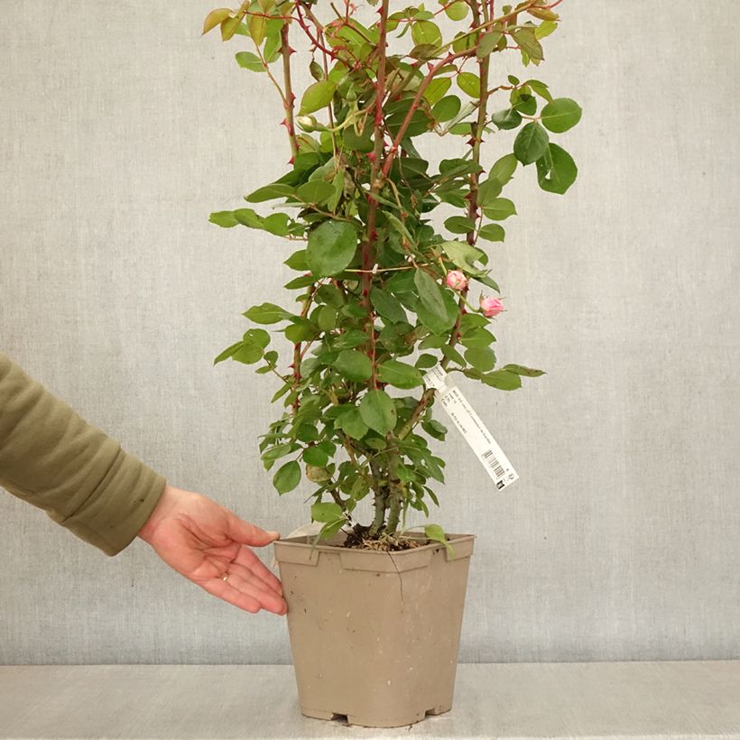Spécimen de Rosier arbustif Centenaire de Lourdes  Pot de 4L/5L tel que livré au printemps