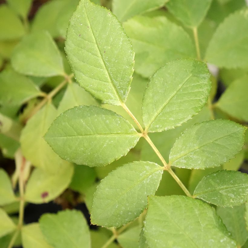 Rosier arbustif Chateau de Munsbach (Foliage)