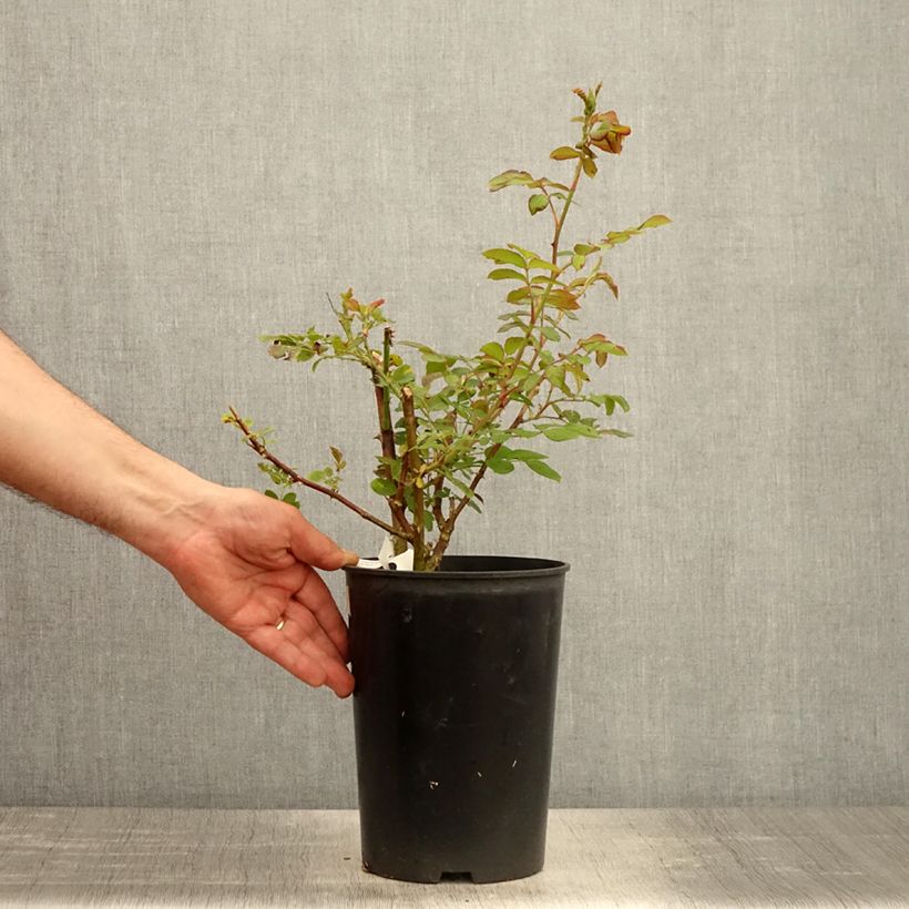 Example of Rosier arbustif Chateau de Munsbach Pot de 4L/5L as you get in printemps