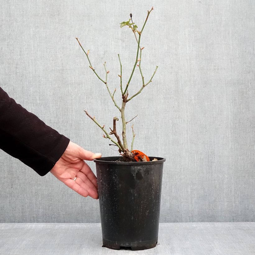 Example of Rosier arbustif Deborah Meillandecor Pot de 4L/5L as you get in hiver