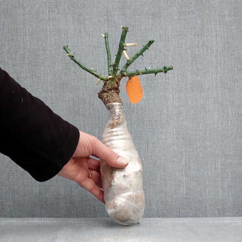 Example of Rosier arbustif Deborah Meillandecor Racines nues en motte as you get in hiver