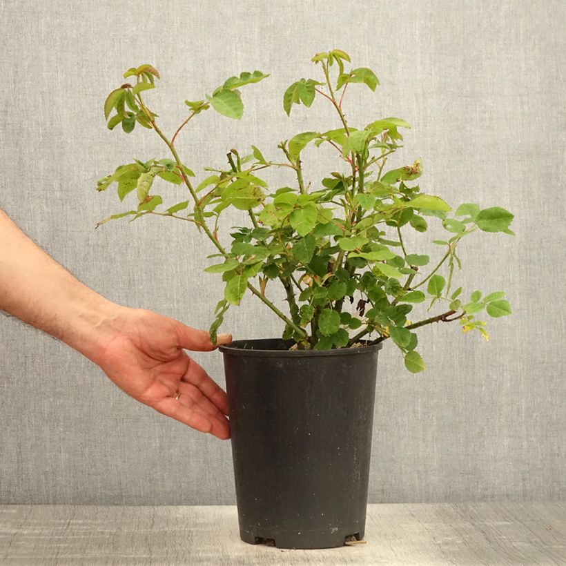 Example of Rosier arbustif Etoile Pourpre Pot de 4L/5L as you get in printemps