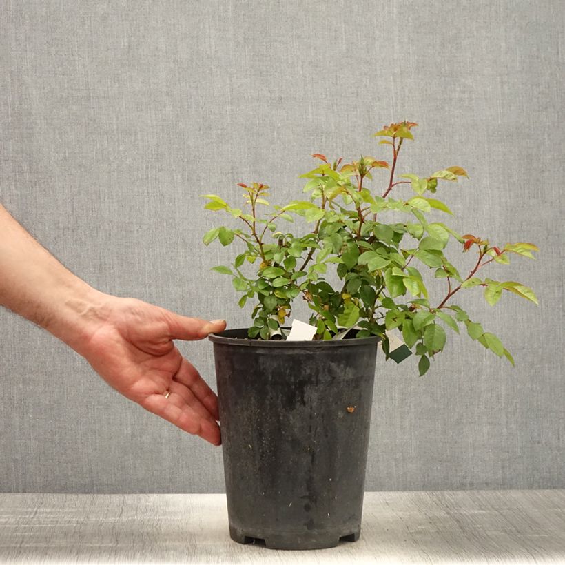 Example of Rosier arbustif  Finn's Rose Pot de 4L/5L as you get in printemps