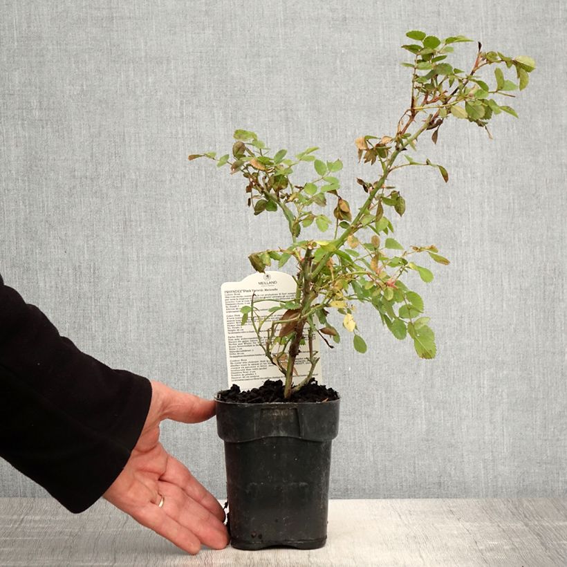 Example of Rosier arbustif Friendly Pink Meissalu Pot de 10 cm/11cm, Issu de bouture as you get in printemps
