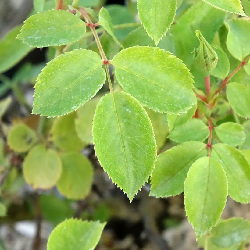 Rosier arbustif Friendly Pink Meissalu (Foliage)