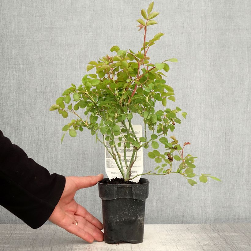 Example of Rosier arbustif Friendly Purple Meicosme Pot de 10 cm/11cm, Issu de bouture as you get in printemps