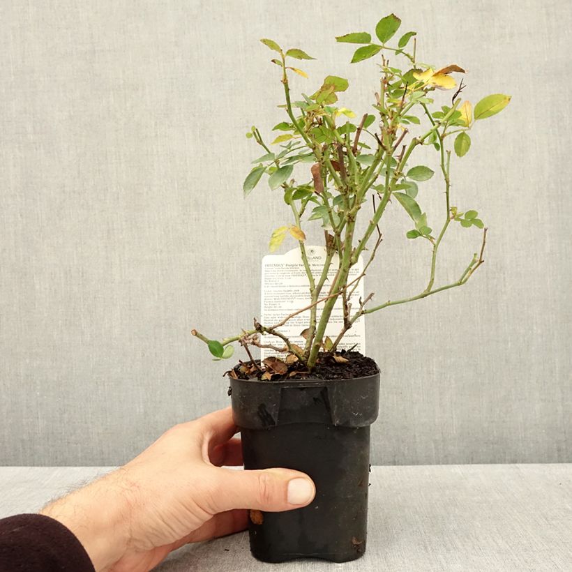 Spécimen de Rosier arbustif Friendly Purple Meicosme Pot de 10 cm/11cm, Issu de bouture tel que livré en automne