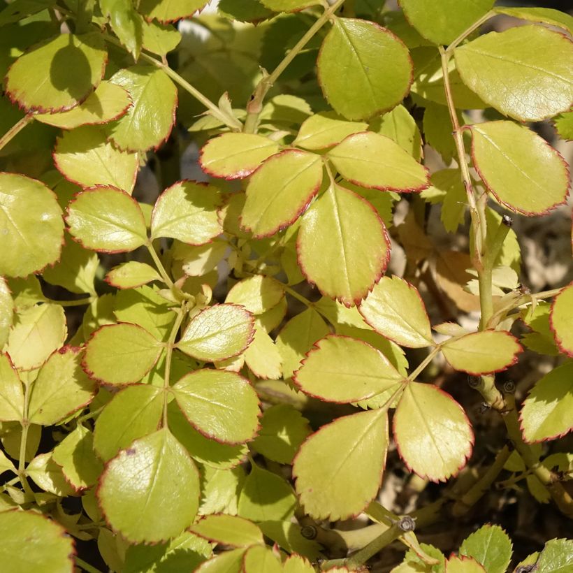 Rosier arbustif Friendly Purple Meicosme (Foliage)