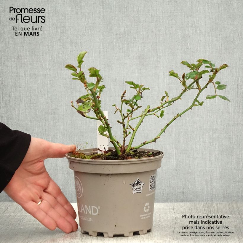 Example of Rosier arbustif Friendly Purple Meicosme Pot de 2L/3L as you get in printemps