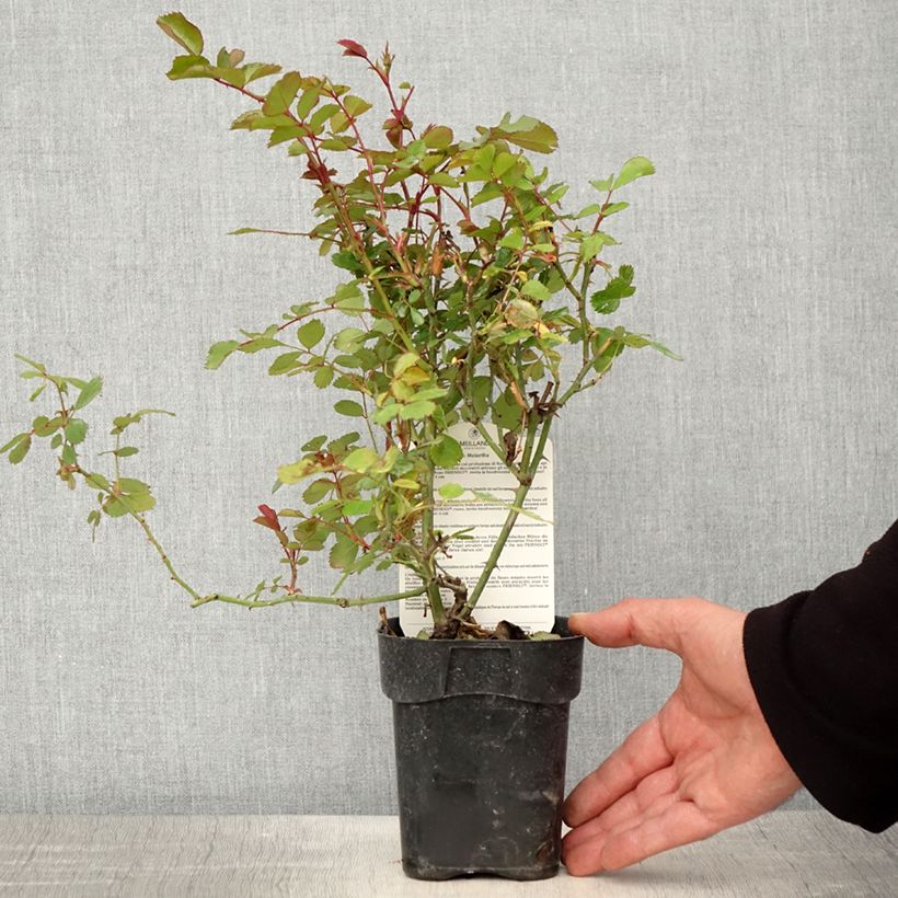 Example of Rosier arbustif Friendly Red Meiariba Pot de 10 cm/11cm, Issu de bouture as you get in printemps