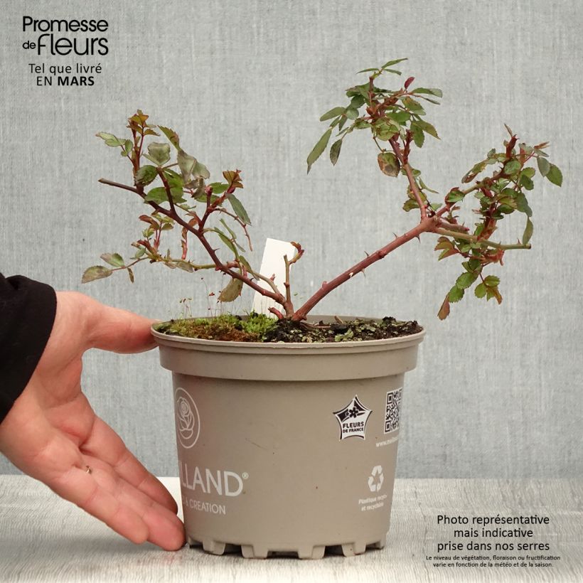 Example of Rosier arbustif Friendly Red Meiariba Pot de 2L/3L as you get in printemps