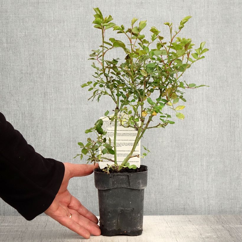 Example of Rosier arbustif Friendly Sweet Meinatope Pot de 10 cm/11cm, Issu de bouture as you get in printemps