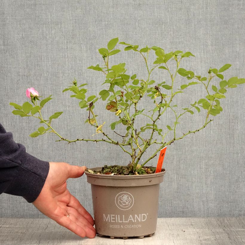 Example of Rosier arbustif Friendly Sweet Meinatope Pot de 2L/3L as you get in printemps