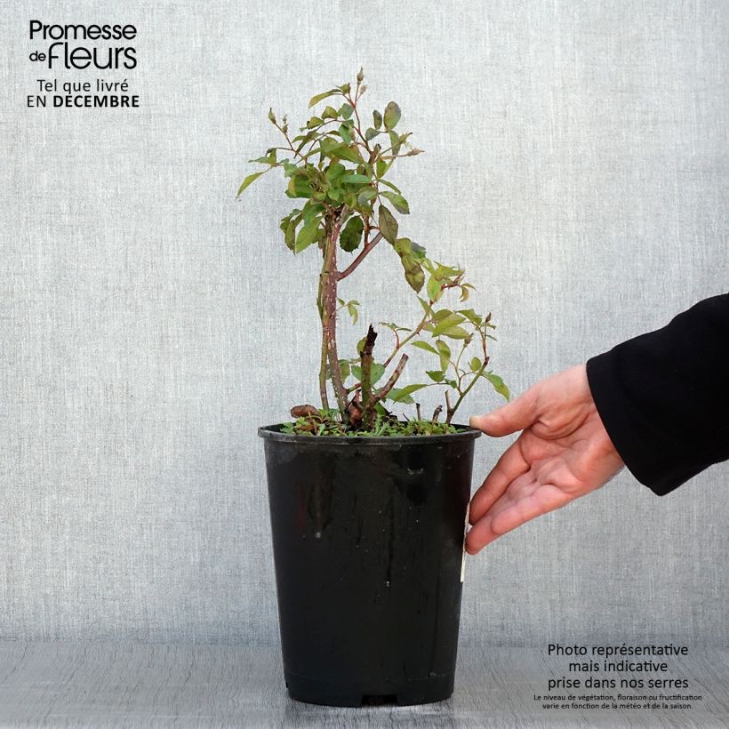 Spécimen de Rosier arbustif Frisson Frais Pot de 4L/5L tel que livré en automne