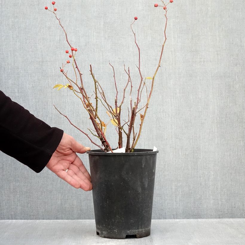 Spécimen de Rosier arbustif Gaard um Titzebierg Pot de 4L/5L tel que livré en automne