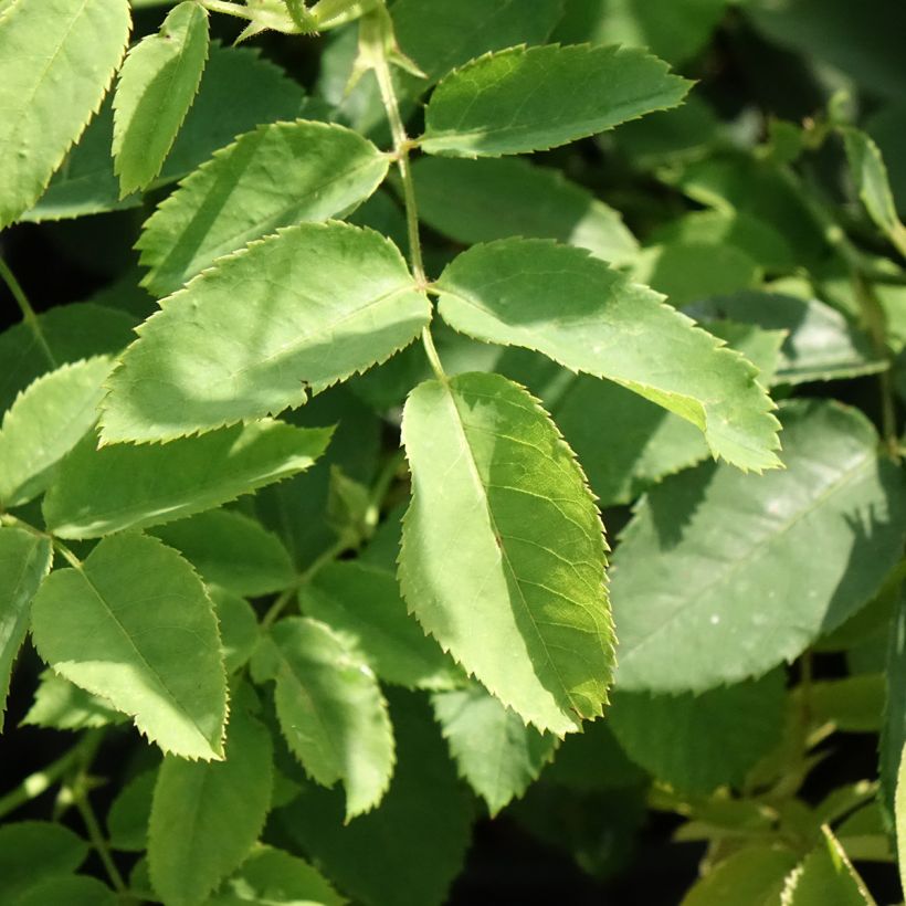 Rosier arbustif Golden Wings (Feuillage)