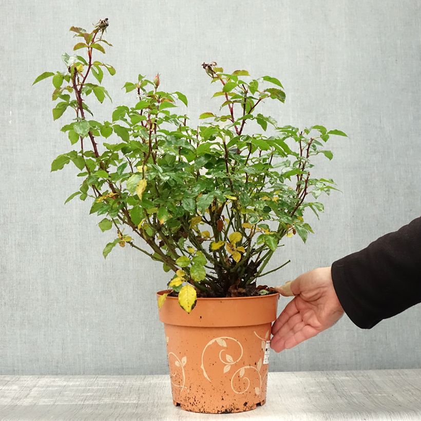 Spécimen de Rosier arbustif Havanna Pot de 6L/7L tel que livré en automne