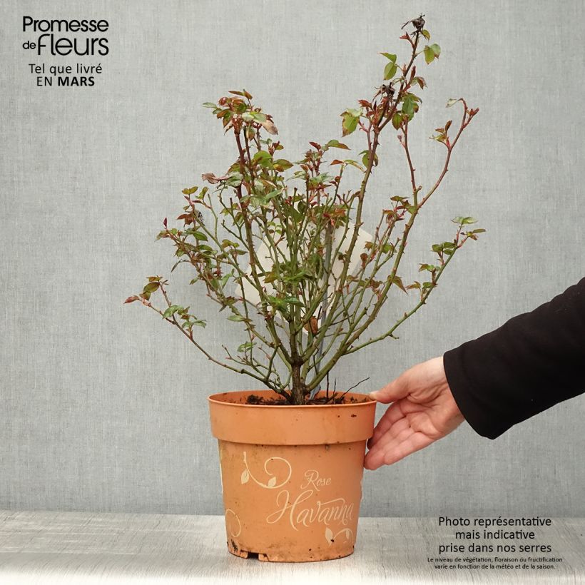 Example of Rosier arbustif Havanna Pot de 6L/7L as you get in printemps
