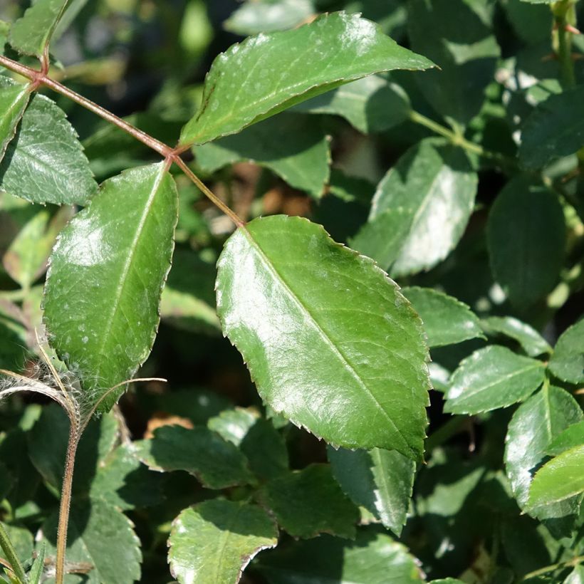 Rosier arbustif Ice Meillandecor (Foliage)