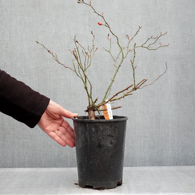 Example of Rosier arbustif Ice Meillandecor Pot de 4L/5L as you get in hiver