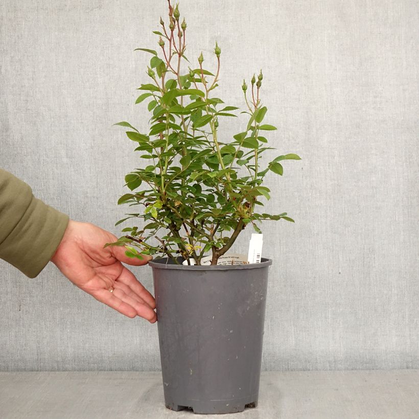 Spécimen de Rosier arbustif Machera Pot de 4L/5L tel que livré au printemps