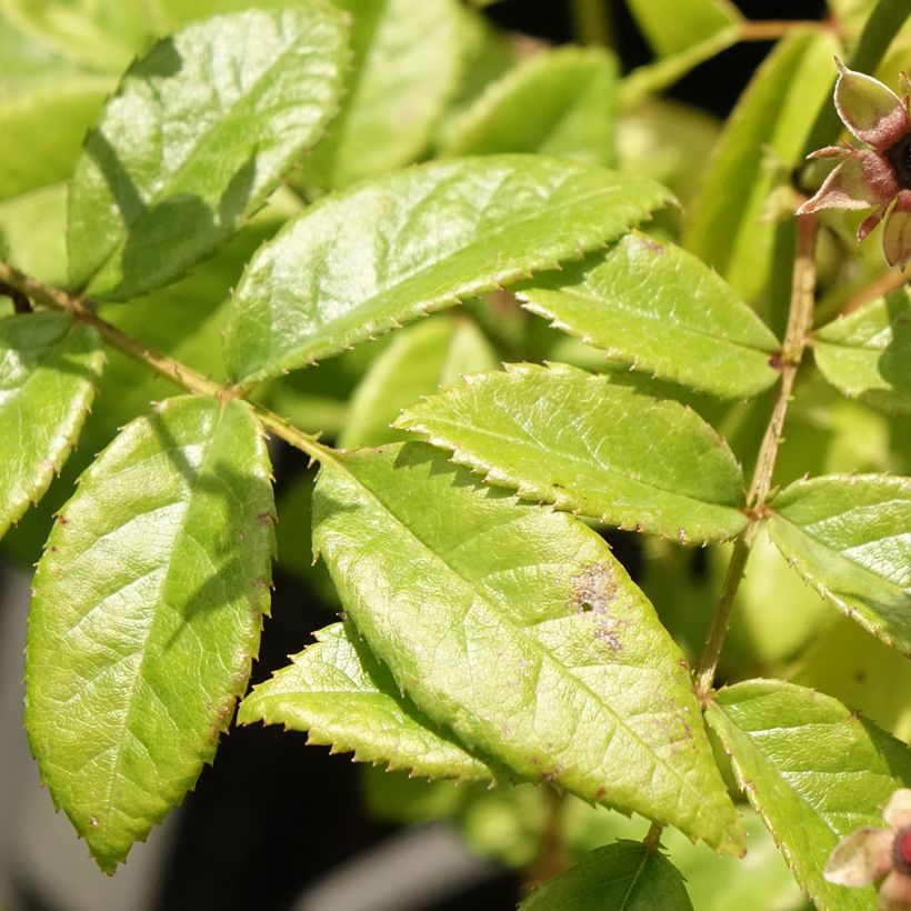 Rosier arbustif Matchball (Foliage)