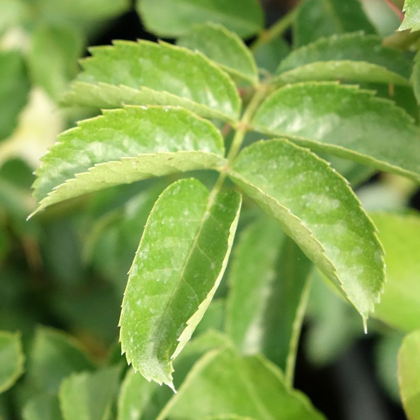 Rosier arbustif Nadia Meillandecor (Foliage)