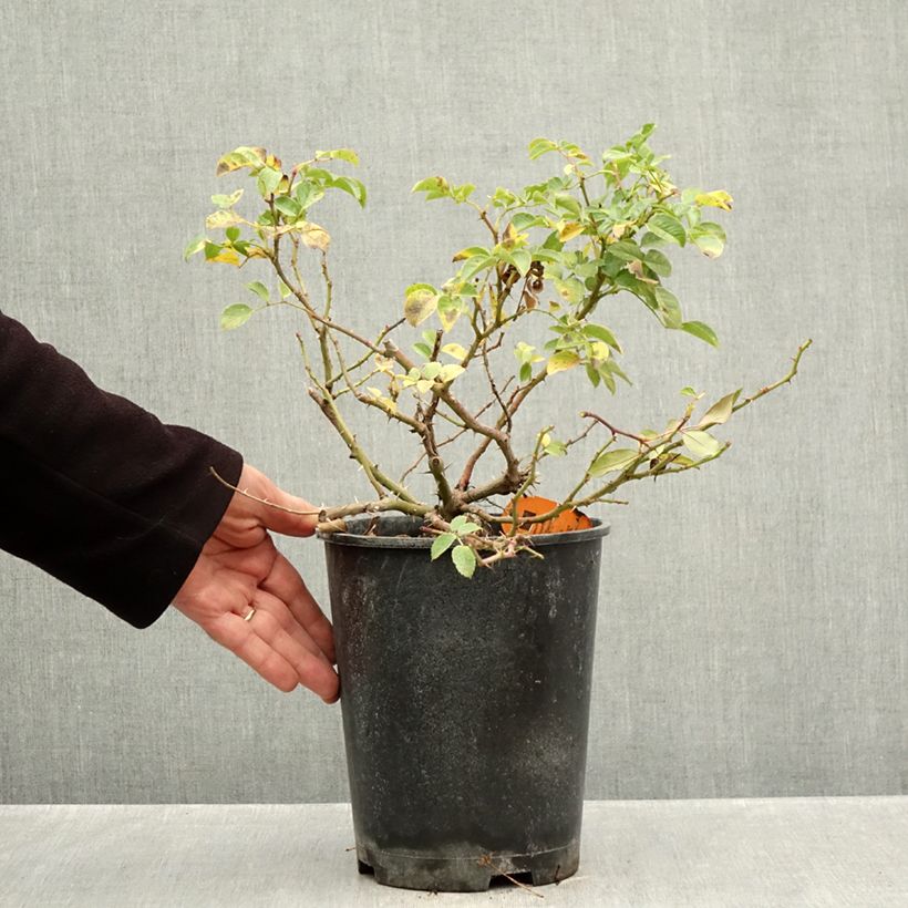 Spécimen de Rosier arbustif Nadia Meillandecor Pot de 4L/5L tel que livré en automne