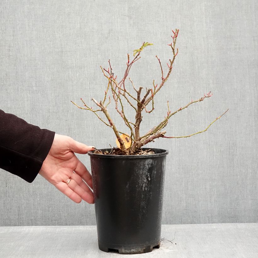 Example of Rosier arbustif Nadia Meillandecor Pot de 4L/5L as you get in hiver