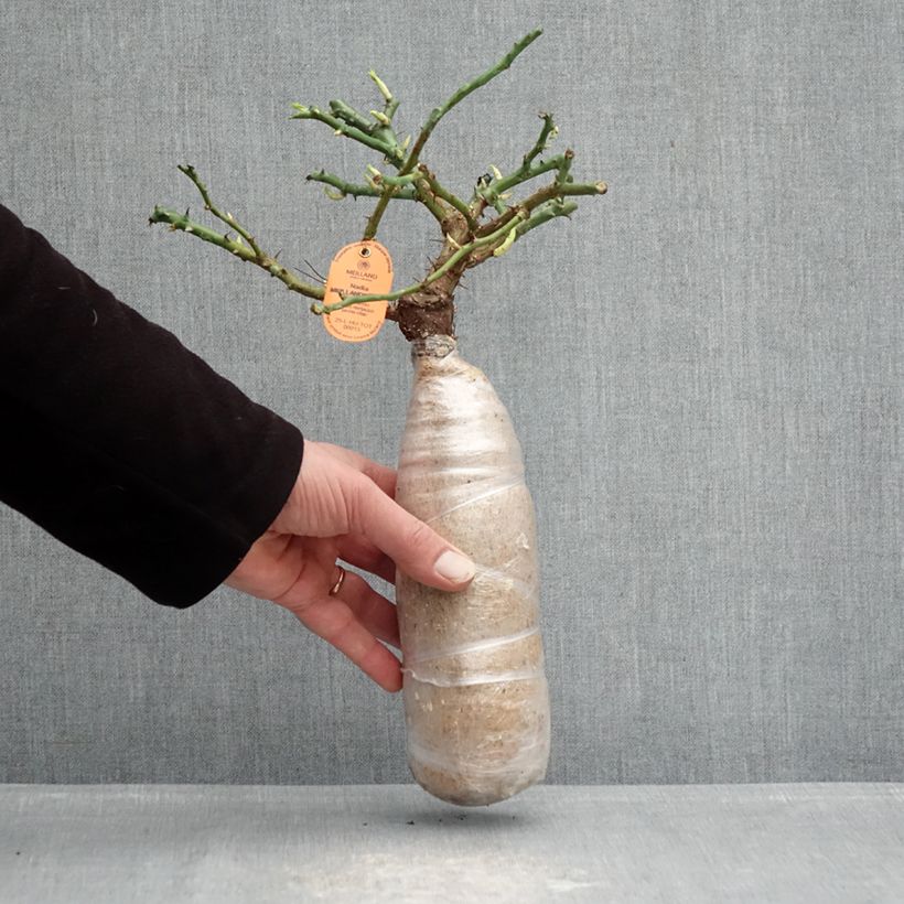 Example of Rosier arbustif Nadia Meillandecor Racines nues en motte as you get in hiver