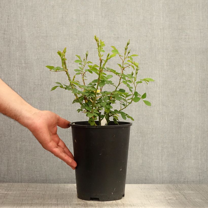 Example of Rosier arbustif Omi Oswald Pot de 4L/5L as you get in printemps