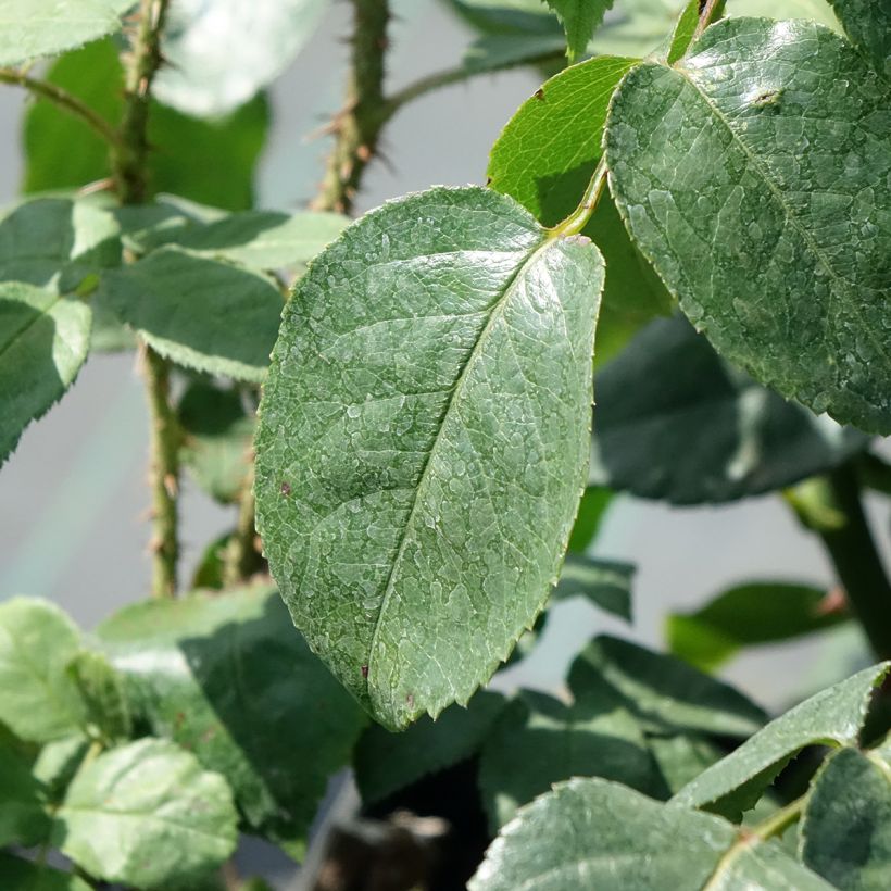 Rosier arbustif ou grimpant Grand Hotel (Foliage)