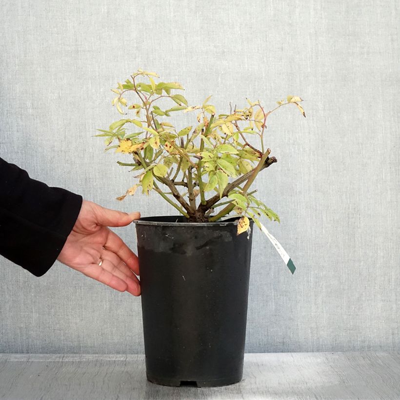 Spécimen de Rosier arbustif Petite de Terre Franche Pot de 4L/5L tel que livré en automne