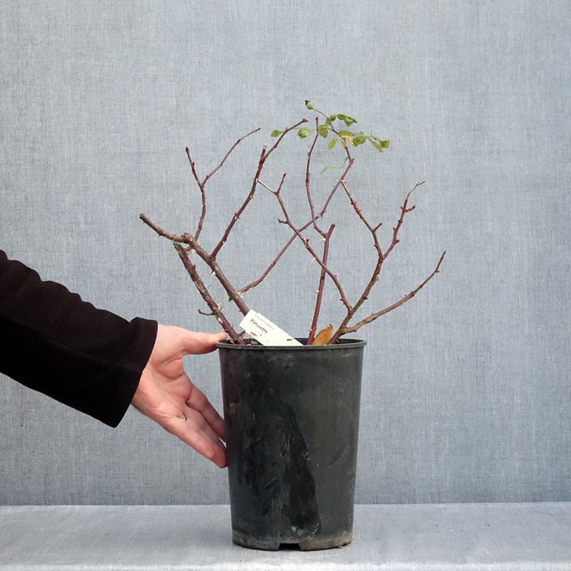 Spécimen de Rosier arbustif Pirouette Pot de 4L/5L tel que livré en automne