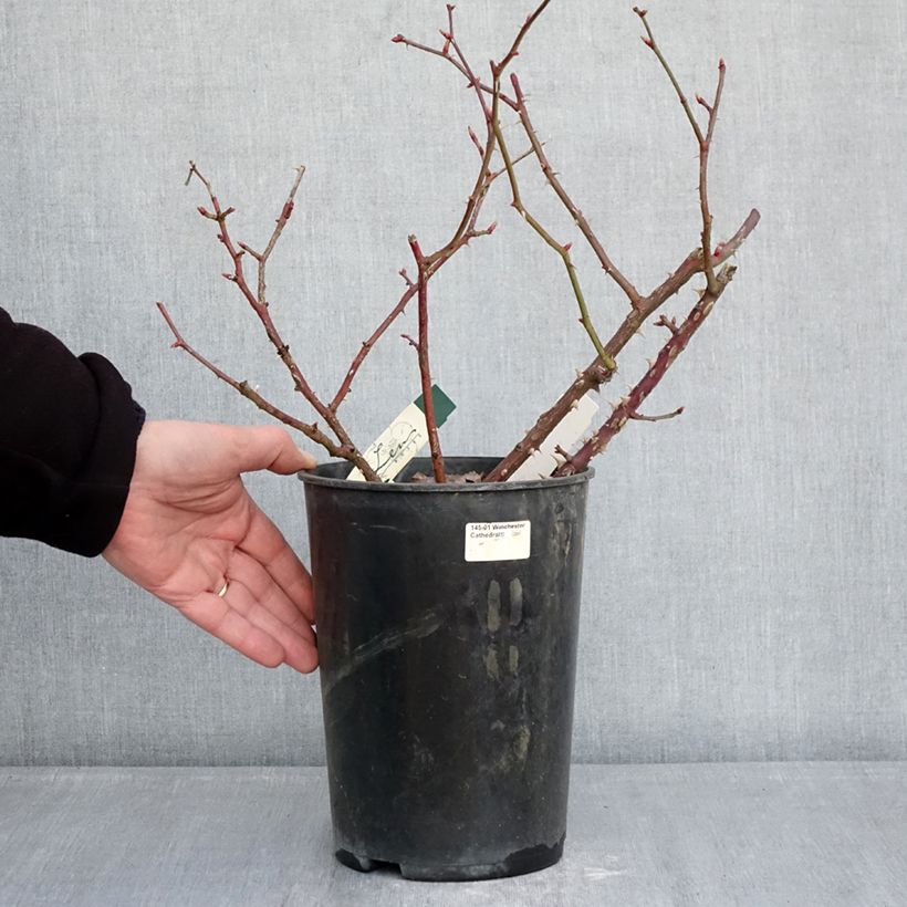 Example of Rosier arbustif Pirouette Pot de 4L/5L as you get in hiver